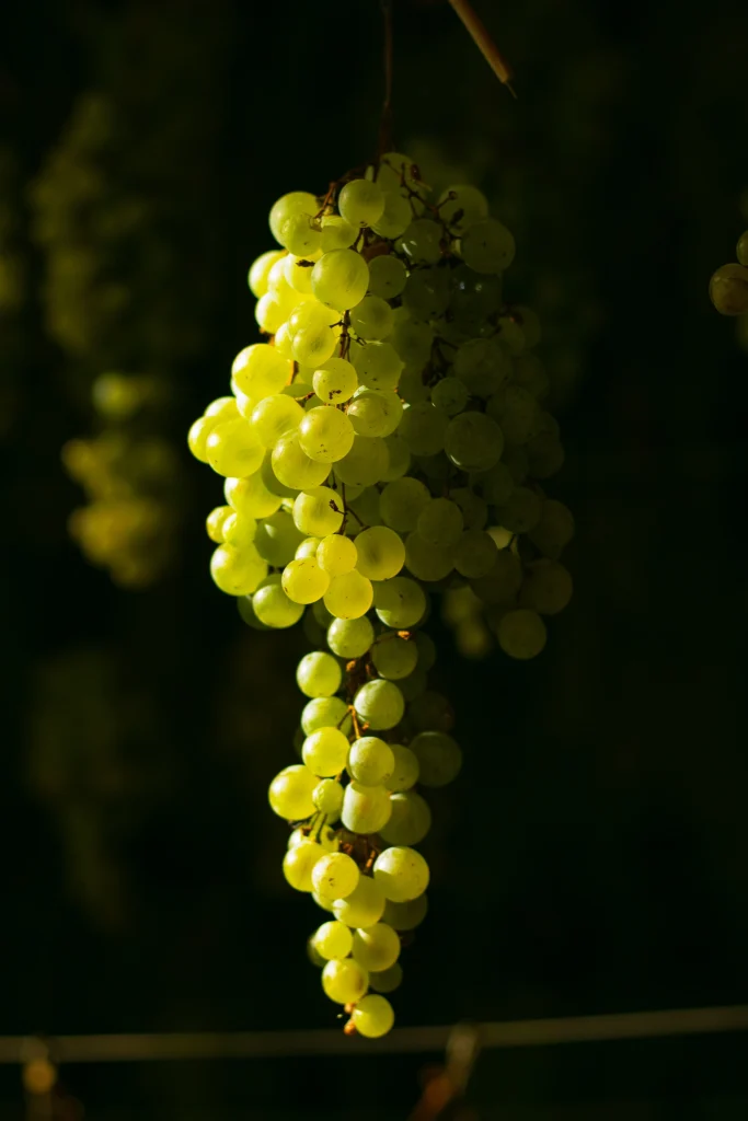 Uva Glera Varaschin