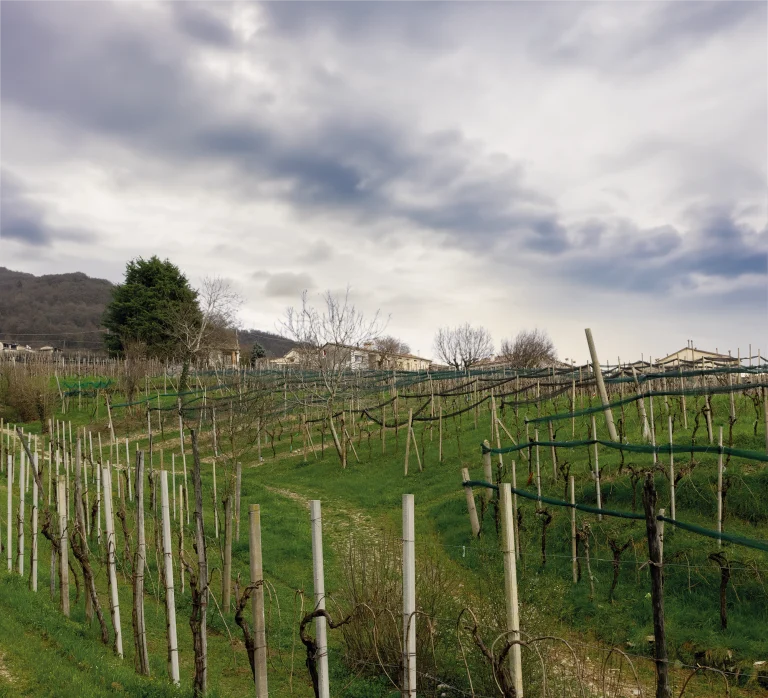 Vista del terreno di Barbozza